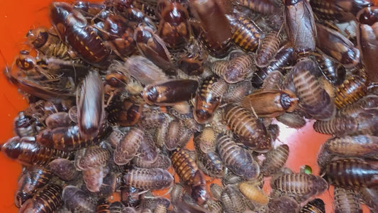 DISCOUNTED PRE-LAUNCH DUBIA ROACH BREEDING COLONY | COLONY KEEPER MEMBERSHIP (limited to the first 100 members)